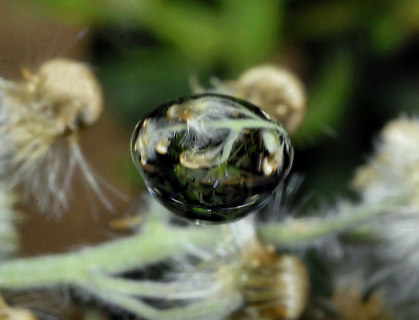 Taraxacum officinale